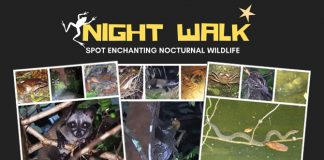 Little Night Outings: Nature Night Walks at Three Parks
