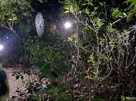 Little Night Outings: Nature Night Walks