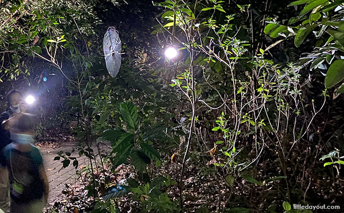 00-BB-LittleNightOuting Little Night Outings: Nature Night Walks