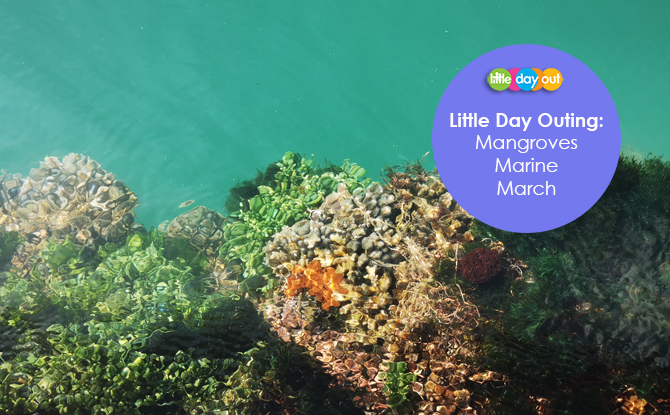Magical Mangroves Marine March Key Visual