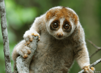 10 Night Safari Exhibits You Must See Singaporeans To Receive $100 Worth of SingapoRediscovers Vouchers To Spend From December 2020 To June 2020