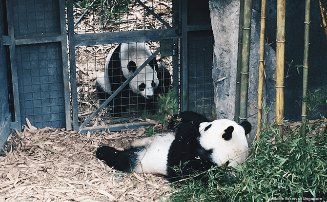 Kai Kai and Jia Jia starting to show interest in each other, heralding the start of mating season