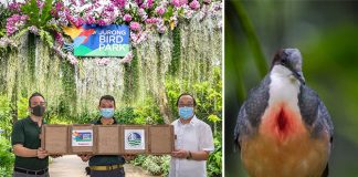 Luzon Bleeding-Hearts From Jurong Bird Park Fly Home To Philippines