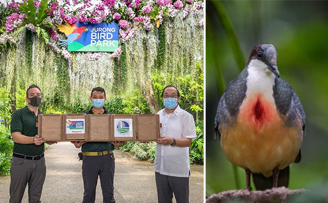 Luzon Bleeding-Hearts From Jurong Bird Park Fly Home To Philippines