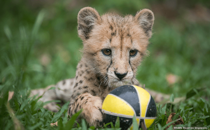 Deka the cheetah cub