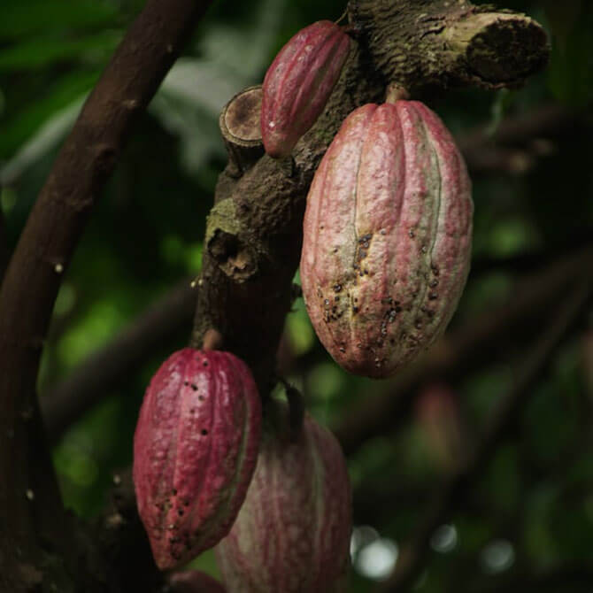 Cacao - World Chocolate Day