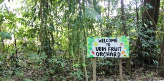 Ubin Fruit Orchard