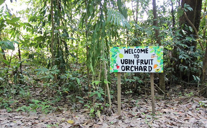 Ubin Fruit Orchard