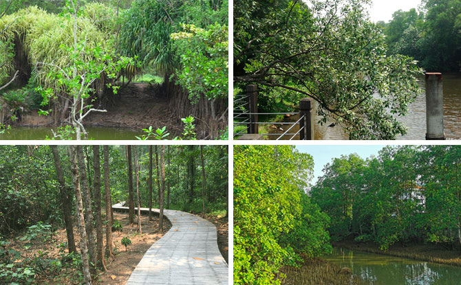 00-mangrove