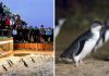 Phillip Island Penguin Parade Live Stream