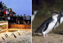 Phillip Island Penguin Parade Live Stream