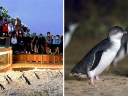 Phillip Island Penguin Parade Live Stream