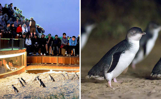 Phillip Island Penguin Parade Live Stream