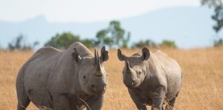 world-rhino-day