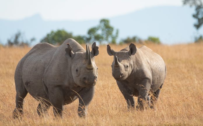 world-rhino-day