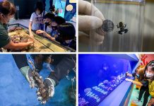 New Rainforest, Intertidal and Coral Reef Habitats at S.E.A Aquarium S.E.A Resorts World Sentosa