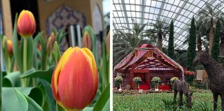 Tulipmania 2021 At Gardens By The Bay: Discover The Cultural Heritage Of Kazakhstan