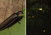 World Firefly Day: 5 Things We Learnt About Fireflies, Including Fireflies In Singapore 5 Things We Learnt On World Firefly Day And About Fireflies In Singapore