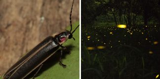 5 Things We Learnt On World Firefly Day And About Fireflies In Singapore