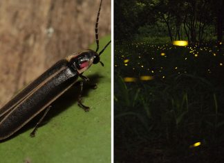World Firefly Day: 5 Things We Learnt About Fireflies, Including Fireflies In Singapore 5 Things We Learnt On World Firefly Day And About Fireflies In Singapore