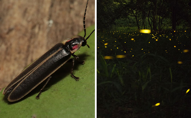 5 Things We Learnt On World Firefly Day And About Fireflies In Singapore