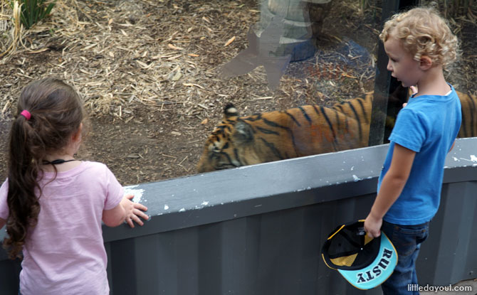 Press noses with a Sumatran tiger at the Melbourne Zoo.