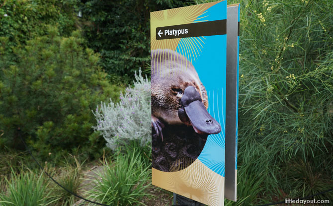 Platypus exhibit at the Melbourne Zoo.