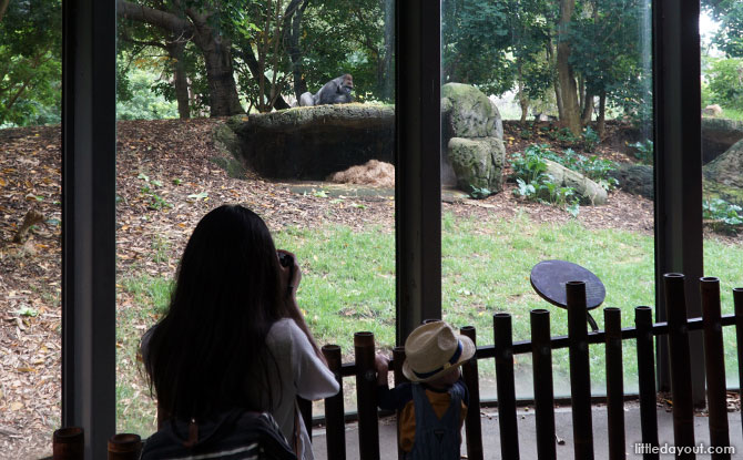 Melbourne Zoo's Gorilla Rainforest.