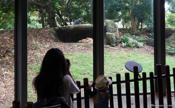 Melbourne Family Trip: Five Marvellous Days Down Under 4 Melbourne Zoo's Gorilla Rainforest.
