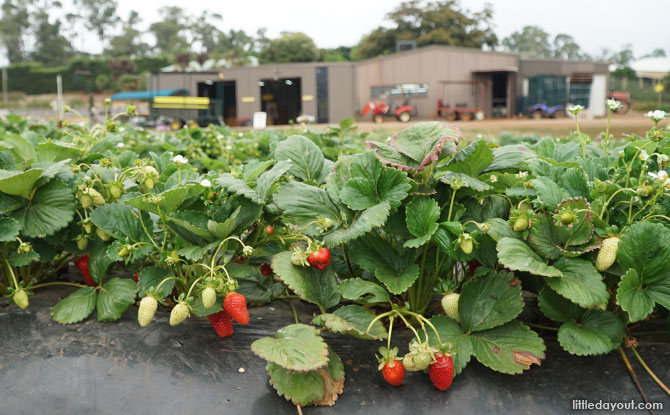 Jay Berries Farm