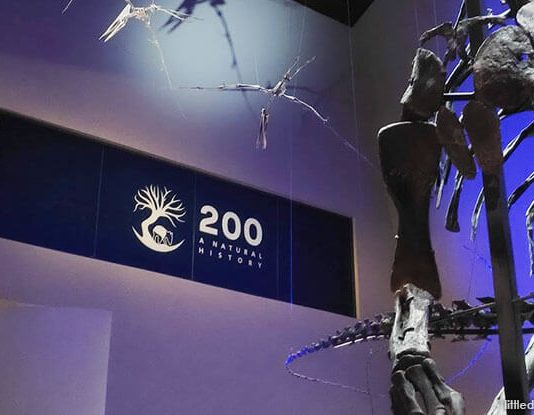A Look Back At 200: A Natural History At Lee Kong Chian Natural History Museum