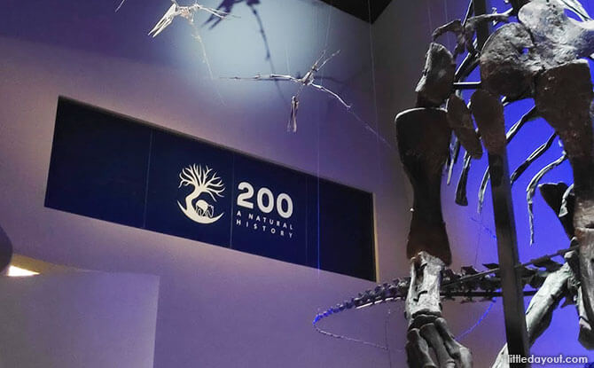 A Look Back At 200: A Natural History At Lee Kong Chian Natural History Museum