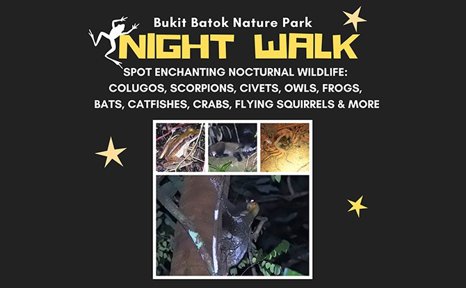 Little Night Outing: Nature Night Walks at Bukit Batok Nature Park