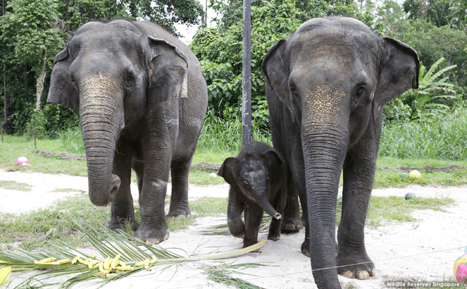 Baby Elephant Night Safari