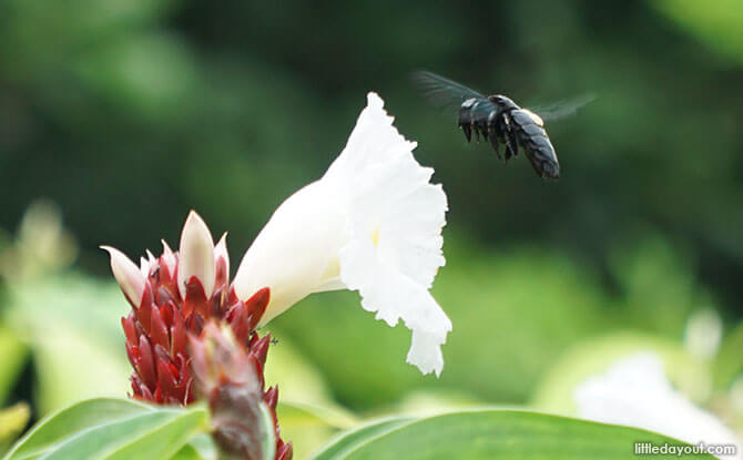 Bee at HortPark