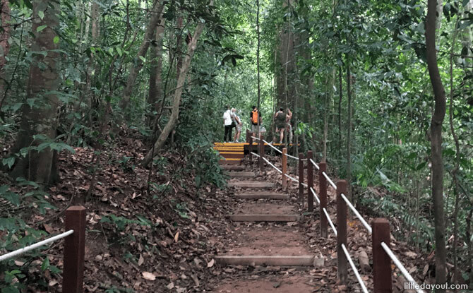 Many Paths to Explore at Bukit Timah Nature Reserve