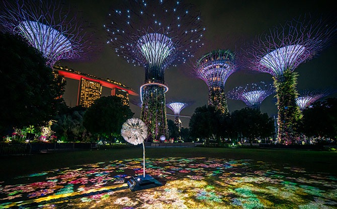 Dandelion At Gardens By The Bay