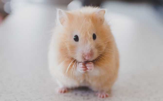 Hamster Facts: Lesson for Kids