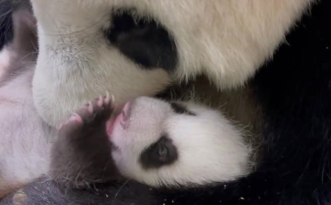 Baby Panda Opens His Eyes on Day 40 