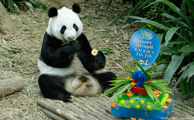 Panda's Birthdays 2016