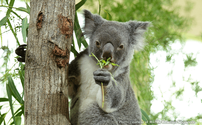 Koala Chan