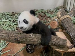 Le Le The Panda Cub Gets To Learn Through Play At His "Jungle Gym"