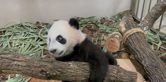 Le Le The Panda Cub Gets To Learn Through Play At His "Jungle Gym"