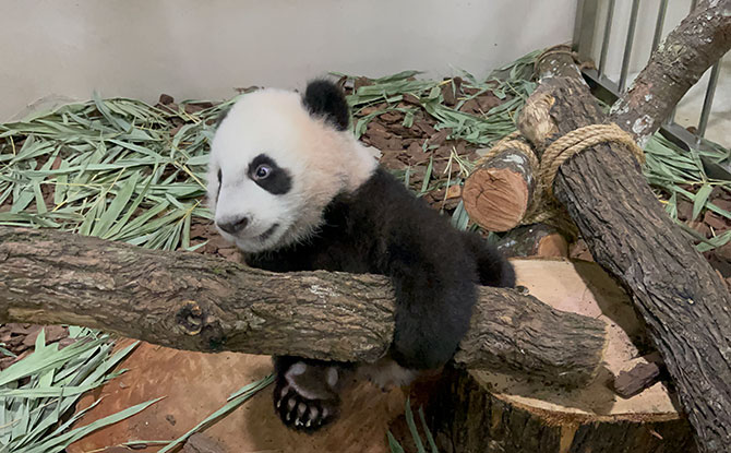 Le Le The Panda Cub Gets To Learn Through Play At His "Jungle Gym" Le Le The Panda Cub Gets To Learn Through Play At His "Jungle Gym"
