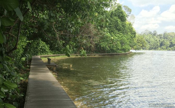 MacRitchie Boardwalk - Walking Trails in Singapore