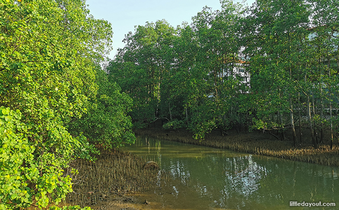 01 MangrovesMarineMarch BerlayerCreek