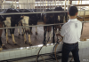 Milking the Goats at Hay Dairies Goat Farm