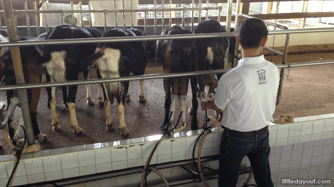 Milking Goats at Hay Dairies