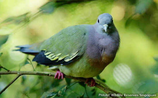 Native Birds