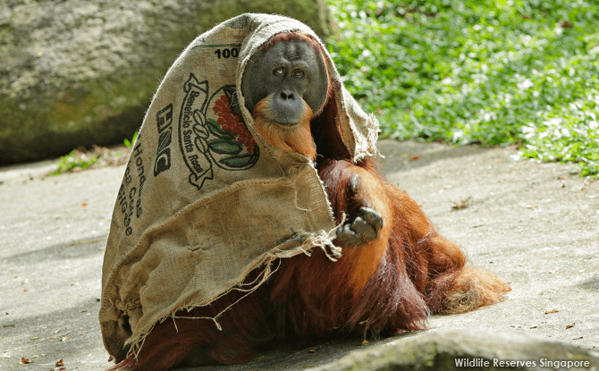 Orang Utan